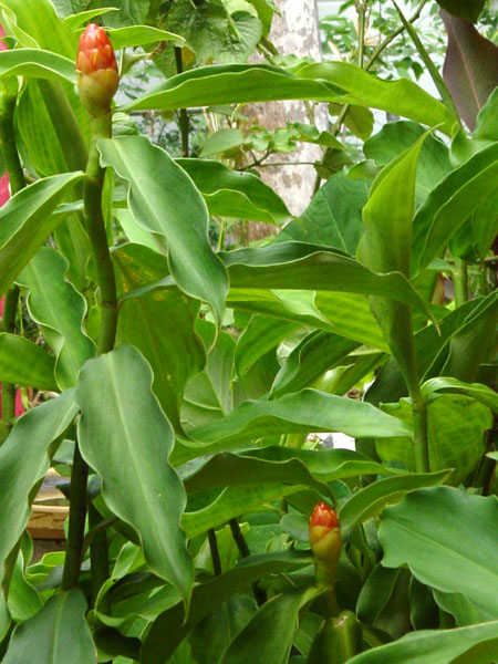 ginger-costus woodsonii, spiral ginger